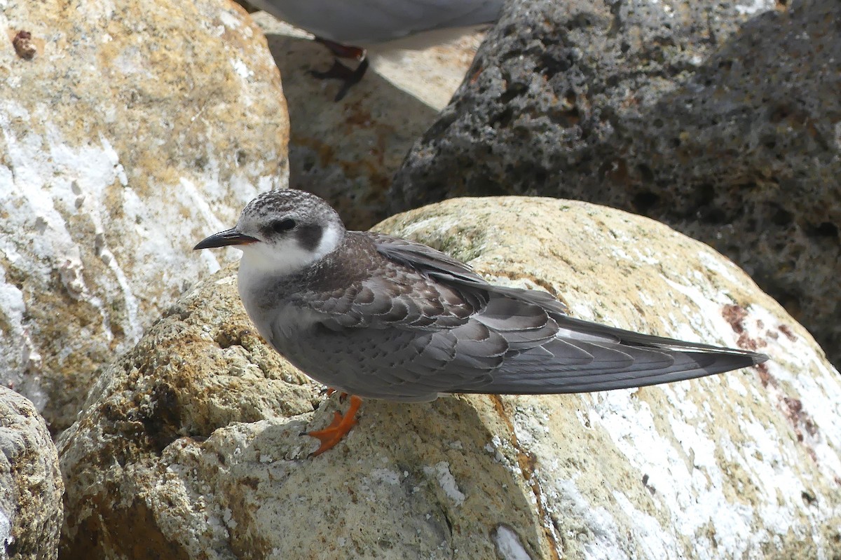 Black-fronted Tern - ML652302067