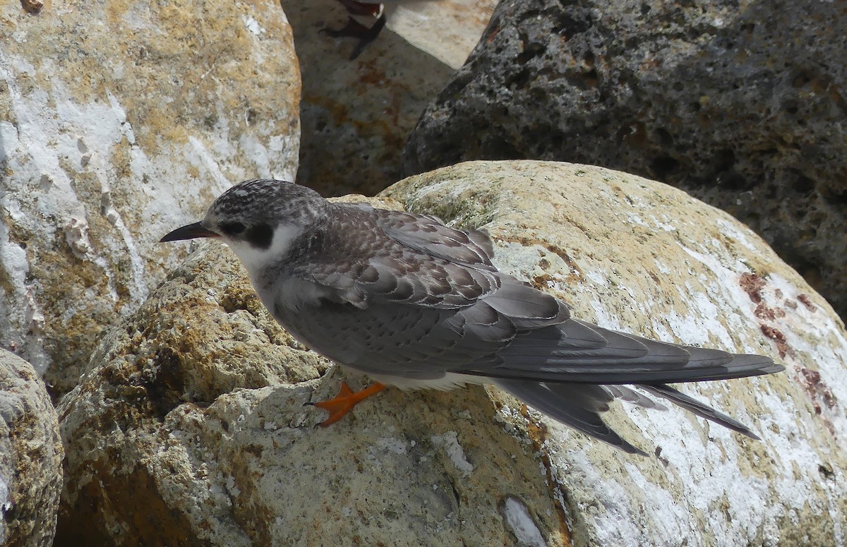 Black-fronted Tern - ML652302070