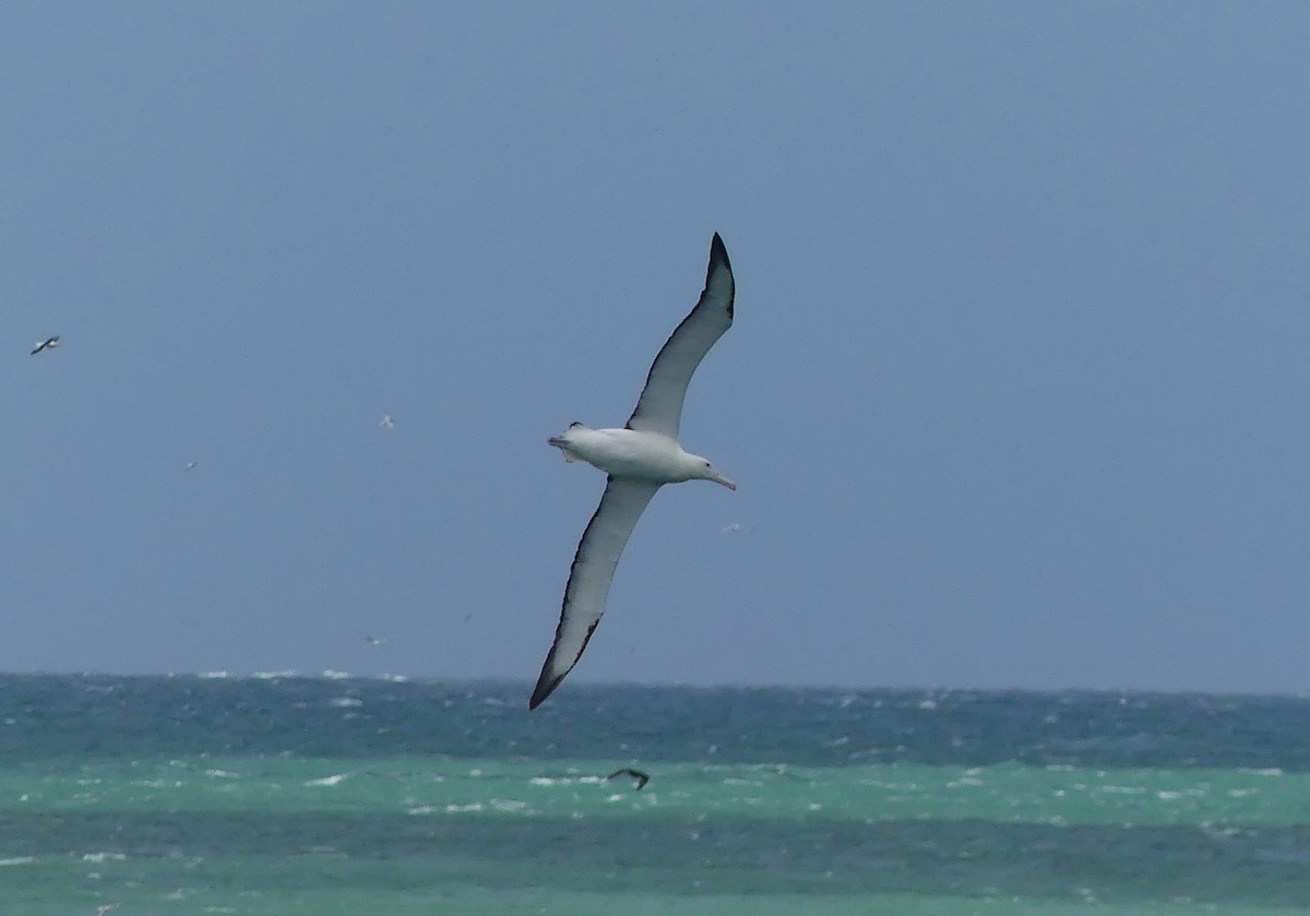 Northern Royal Albatross - ML652302293