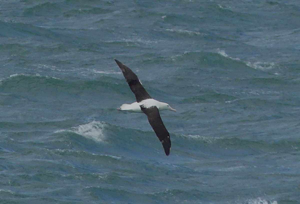 Northern Royal Albatross - ML652302295