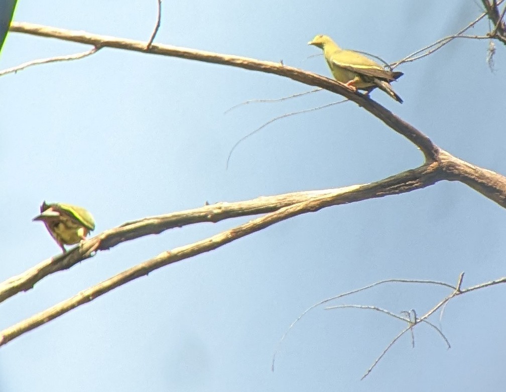 Pink-necked Green-Pigeon - ML652302672