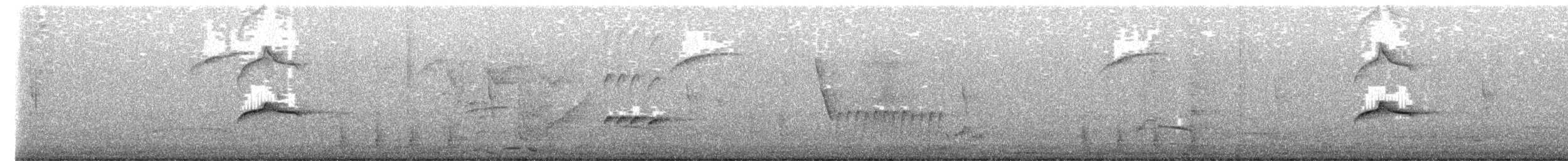 Tyran pirate - ML652302676