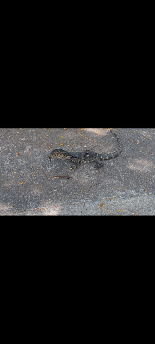 Animals - ML652302686