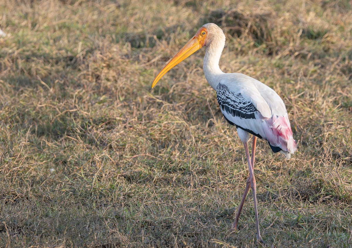 Расписной клювач - ML652303102