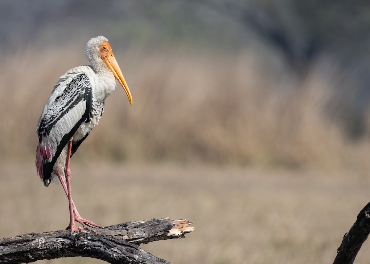 Расписной клювач - ML652303106