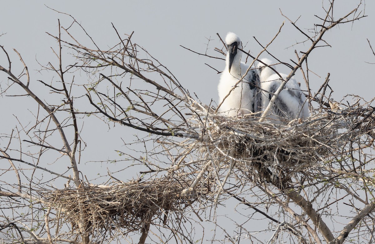 Расписной клювач - ML652303116
