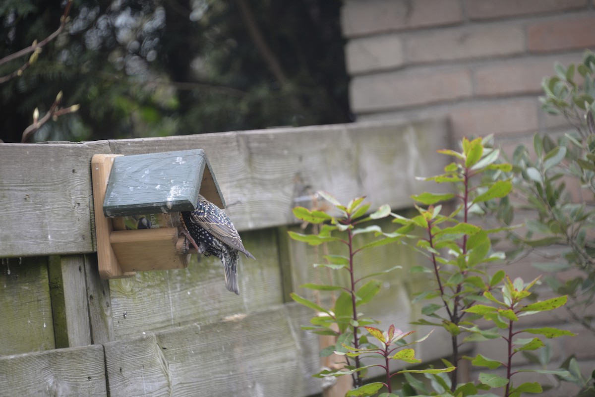 European Starling - ML652303165