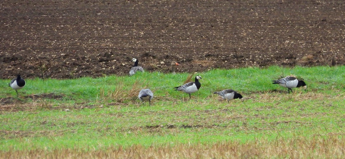 Barnacle Goose - ML652303179