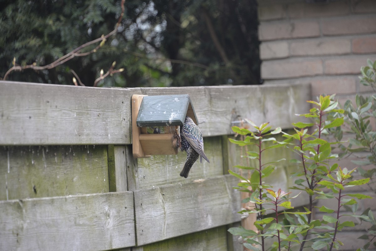 European Starling - ML652303180