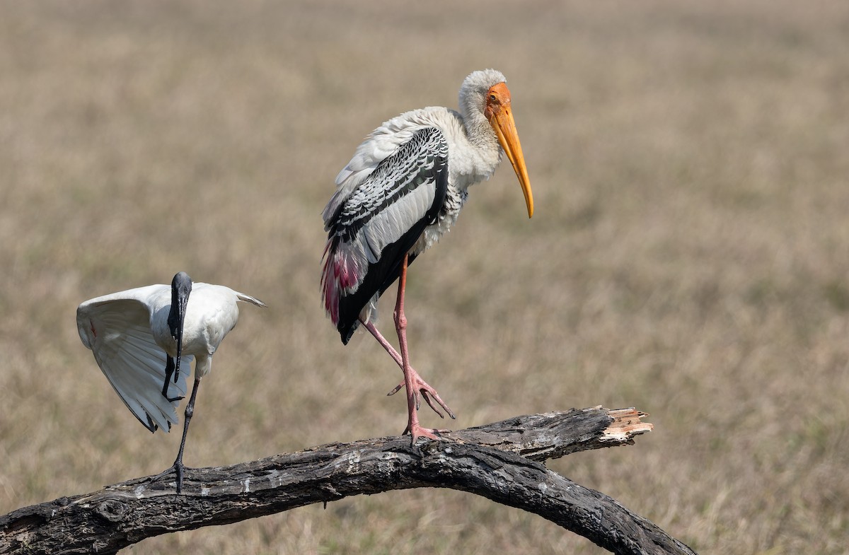 Черноголовый ибис - ML652303198