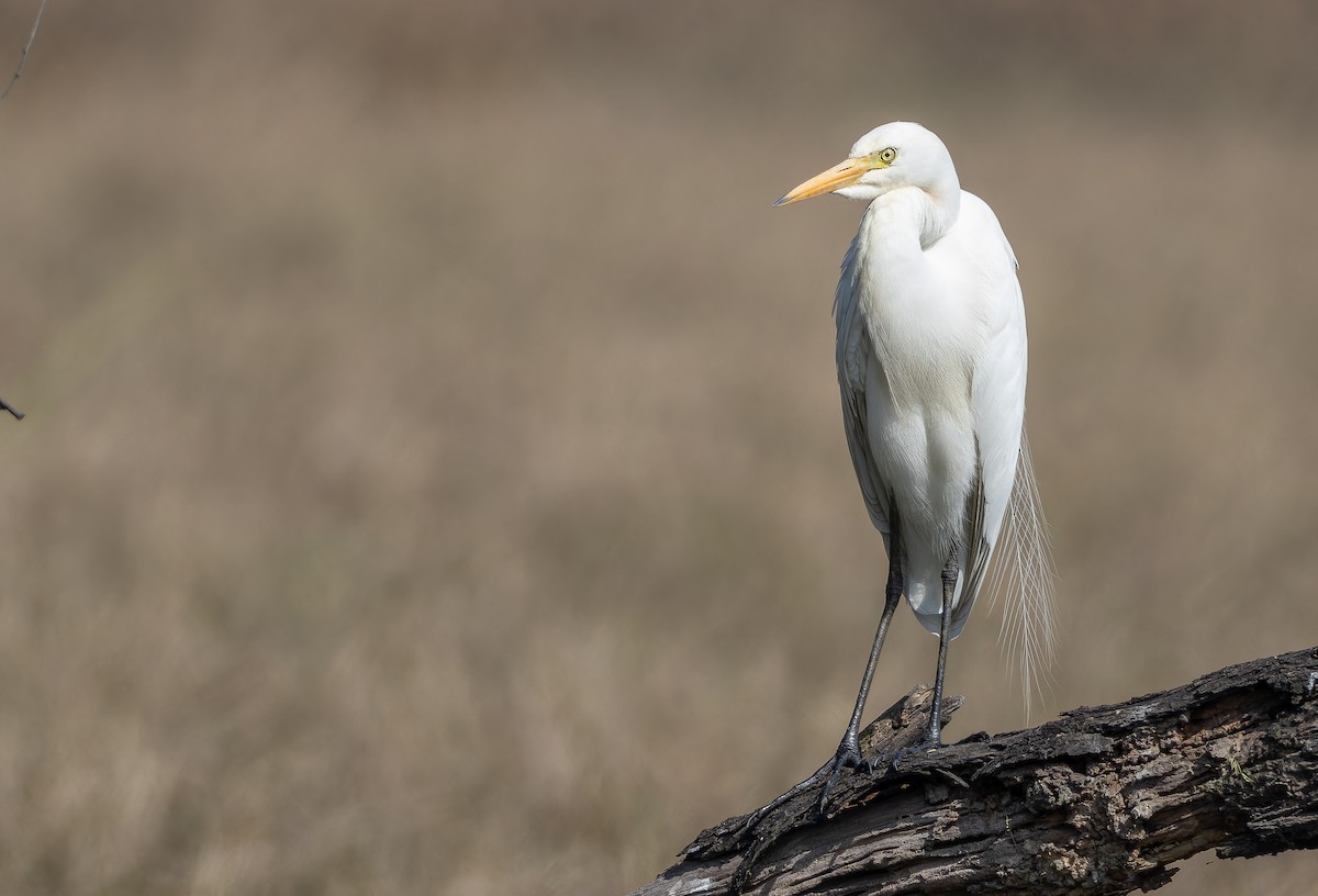 Средняя белая цапля - ML652303257