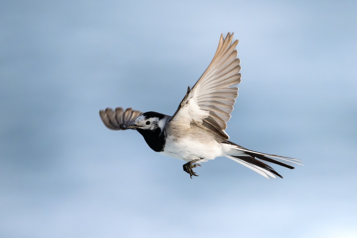 Ak Kuyruksallayan - ML652303454