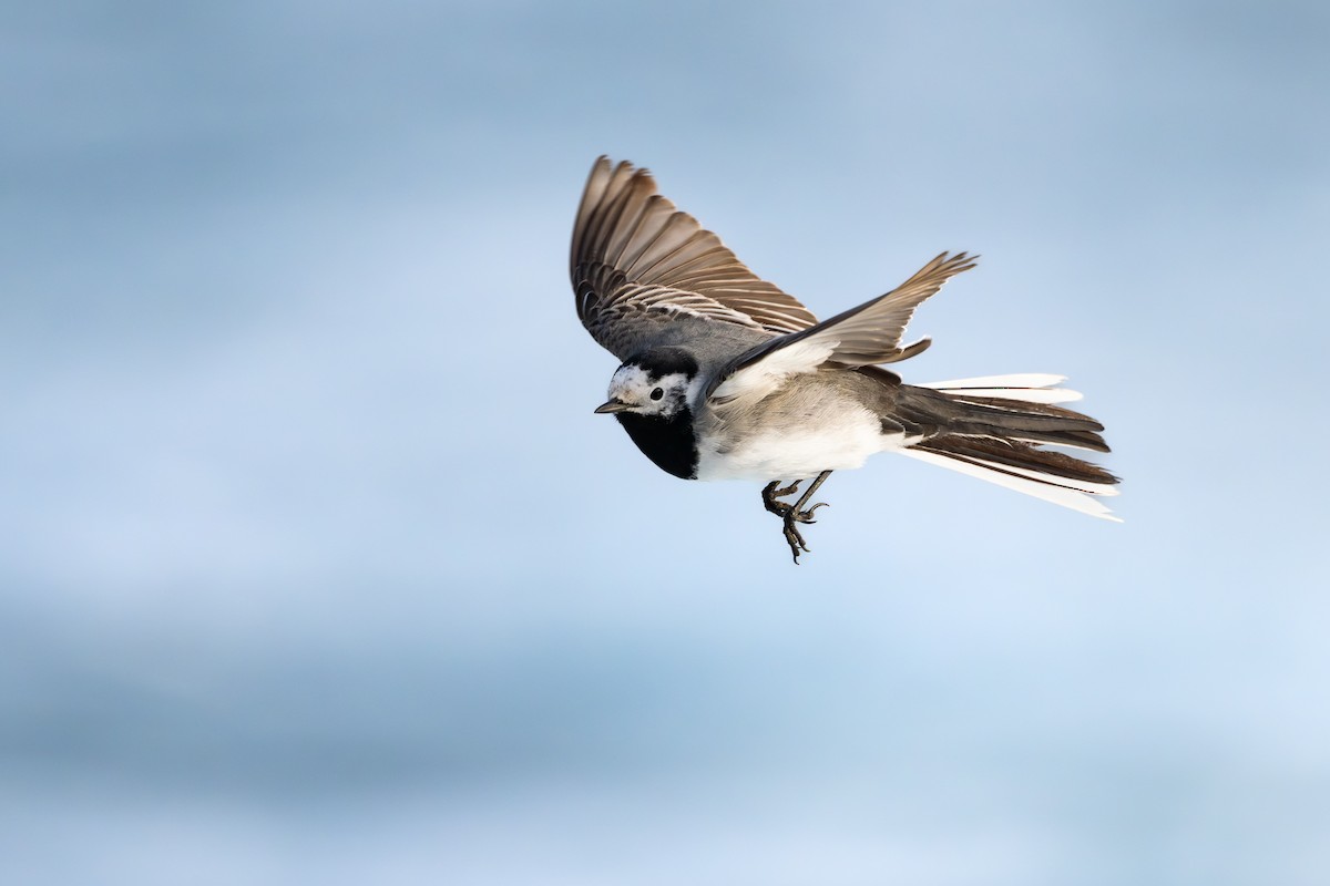 Ak Kuyruksallayan - ML652303455