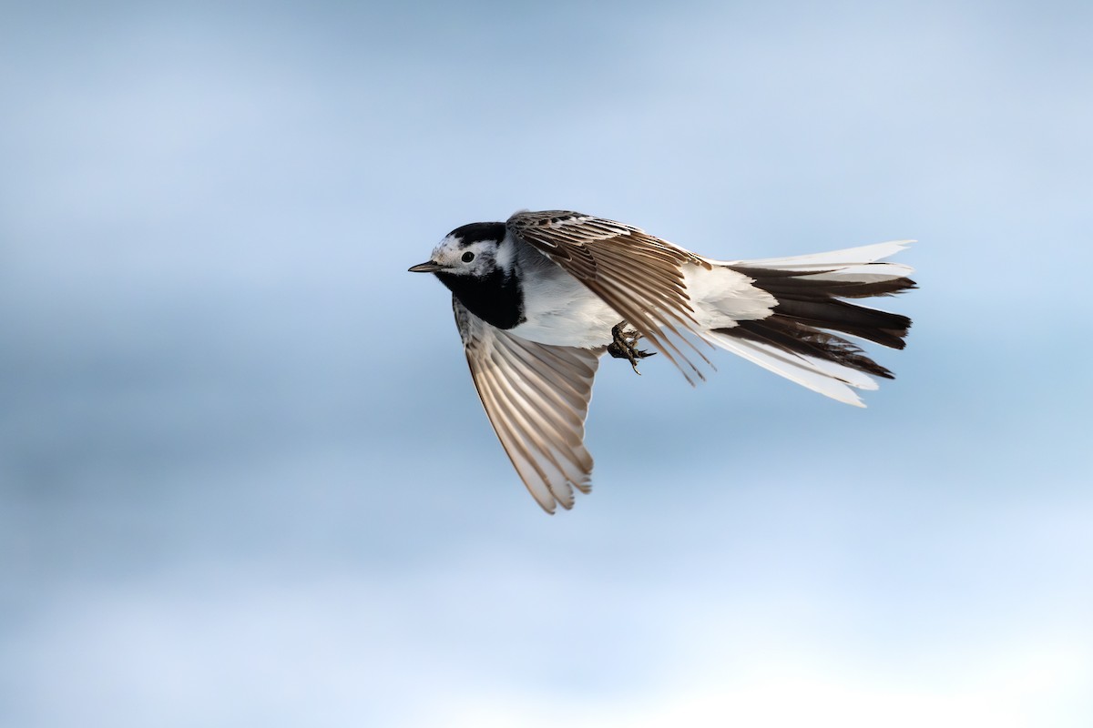 Ak Kuyruksallayan - ML652303456