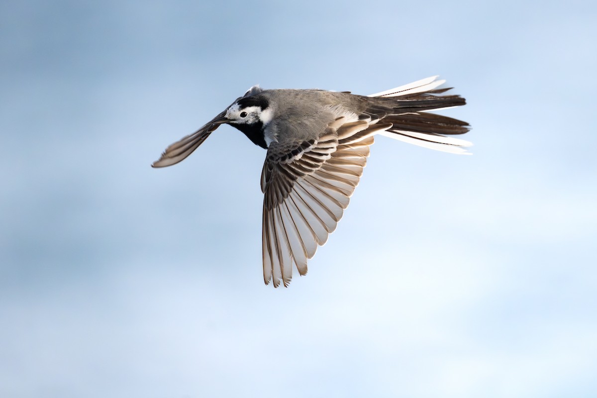 Ak Kuyruksallayan - ML652303457