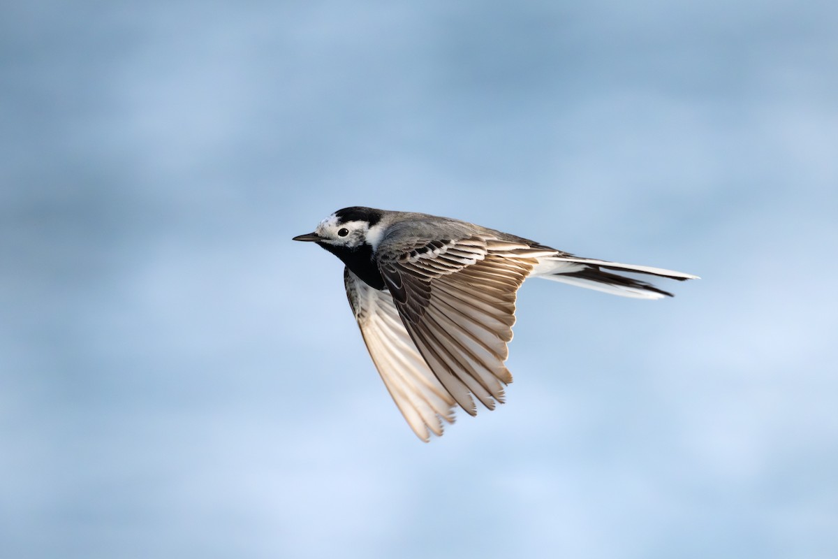 Ak Kuyruksallayan - ML652303459