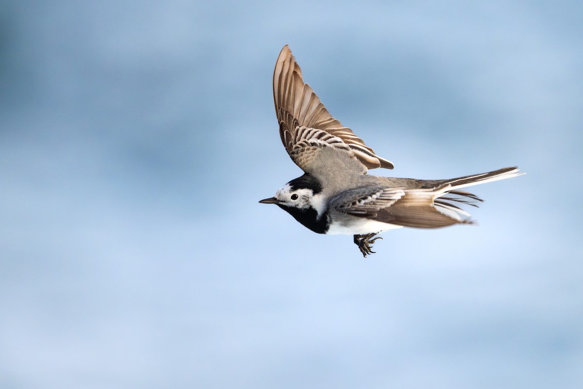 Ak Kuyruksallayan - ML652303460