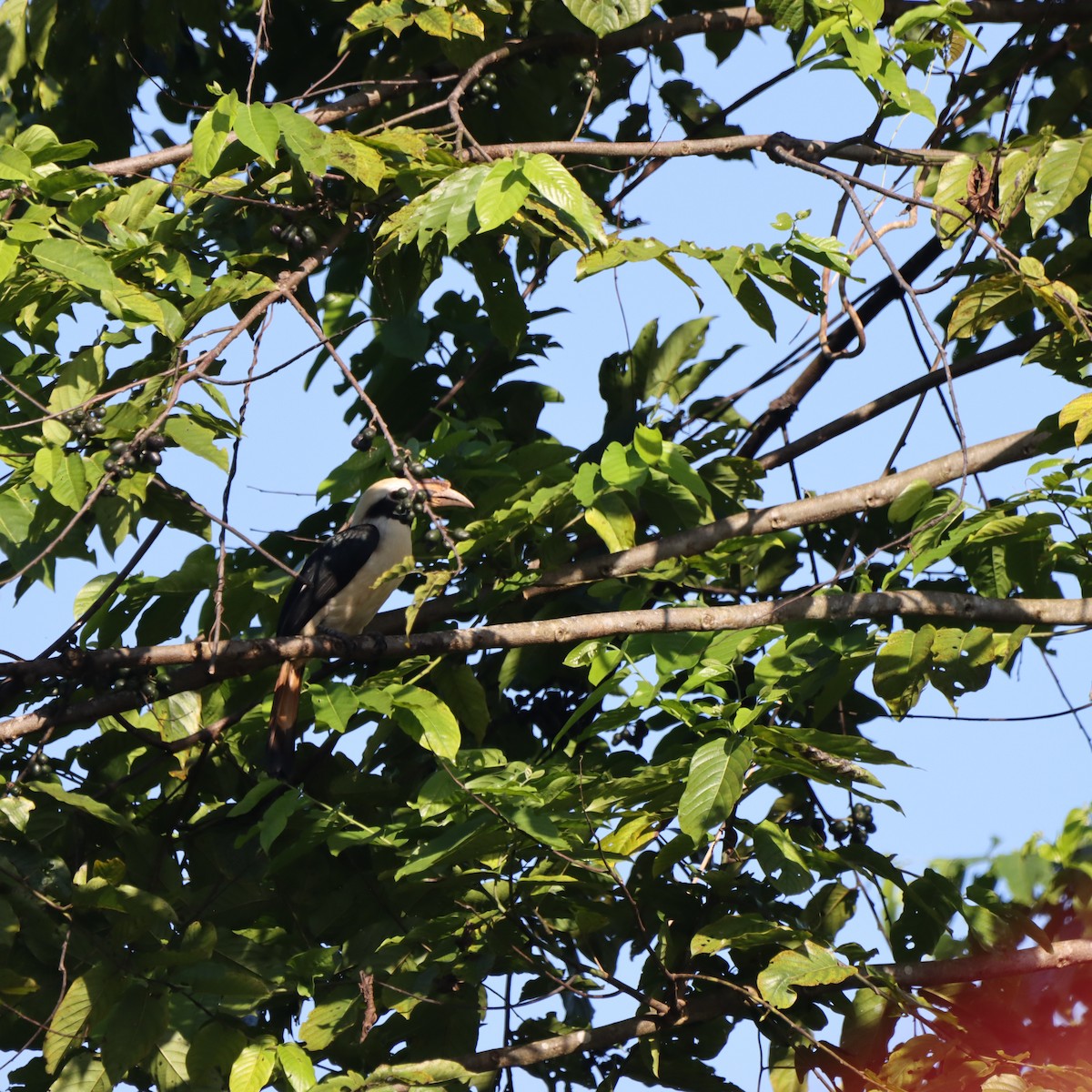 Минданаоский калао - ML652303620