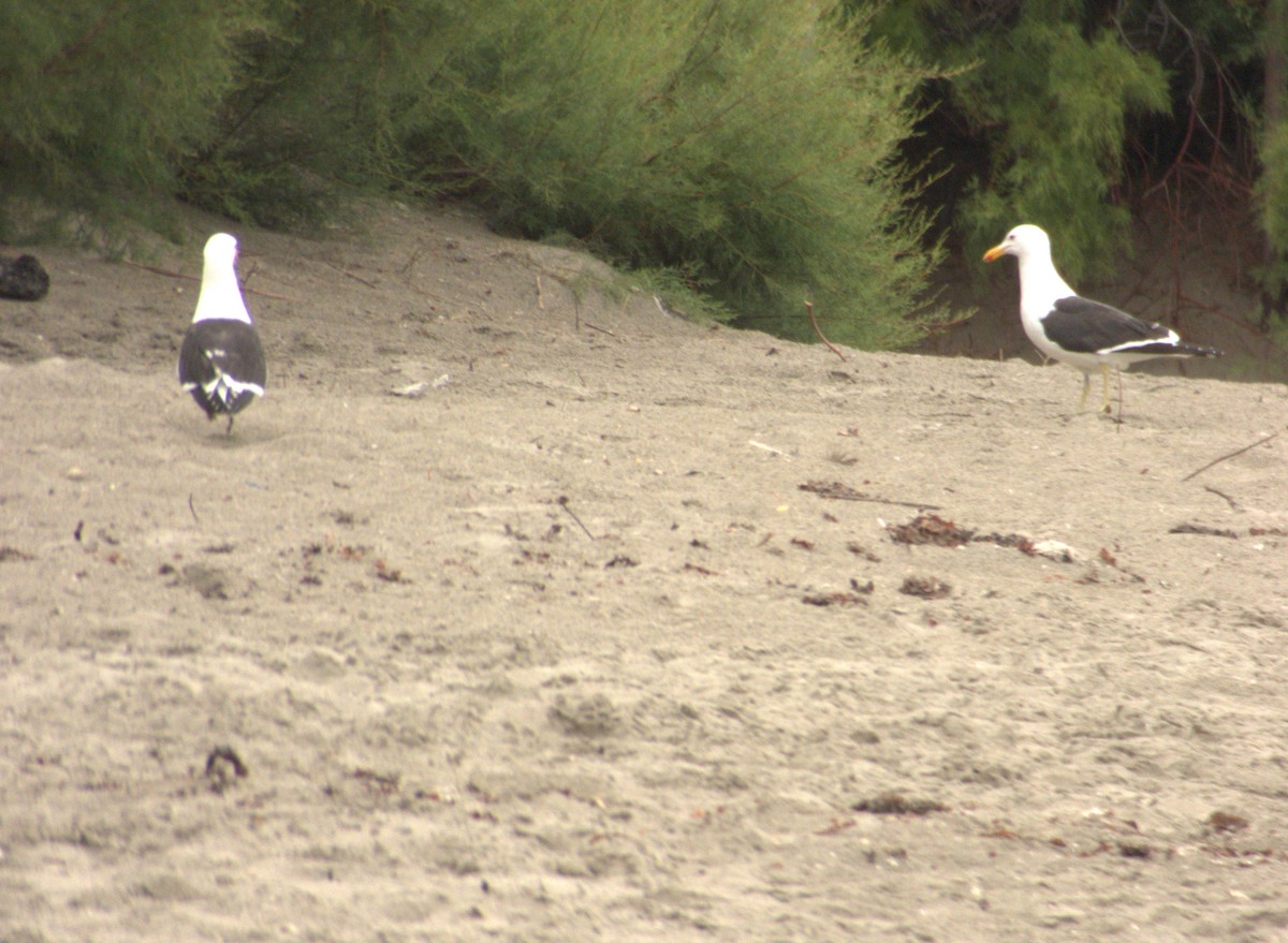 Kelp Gull - ML652303622