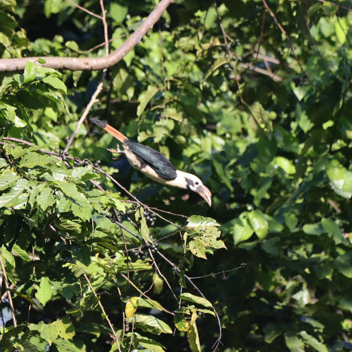 Минданаоский калао - ML652303623