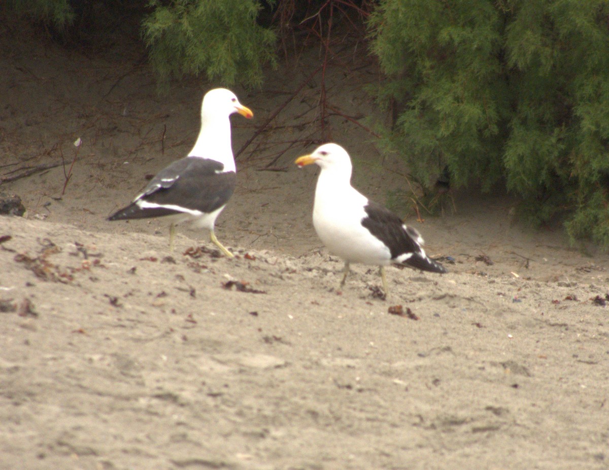 Kelp Gull - ML652303627
