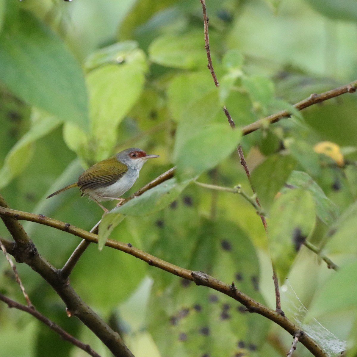 Краснолобая портниха - ML652303629