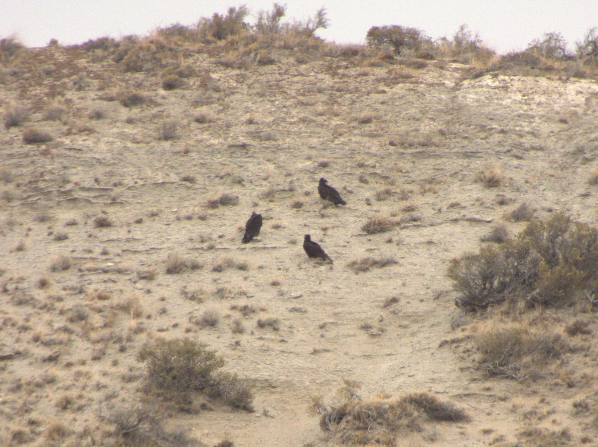 Turkey Vulture - ML652303634