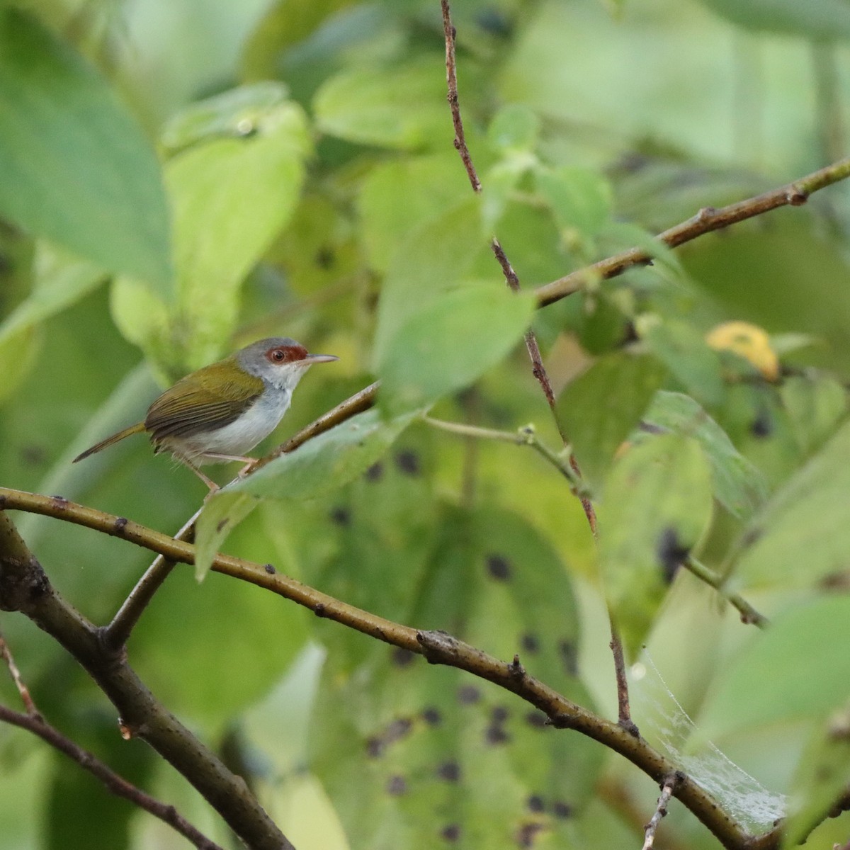 Краснолобая портниха - ML652303635