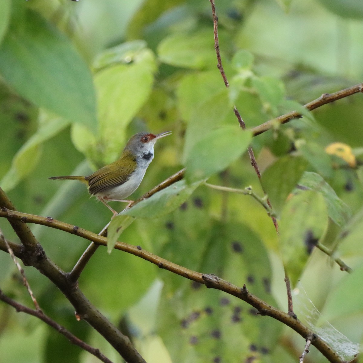 Краснолобая портниха - ML652303637