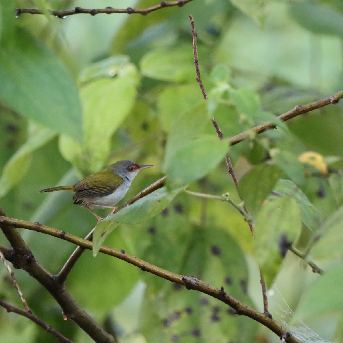 Краснолобая портниха - ML652303642