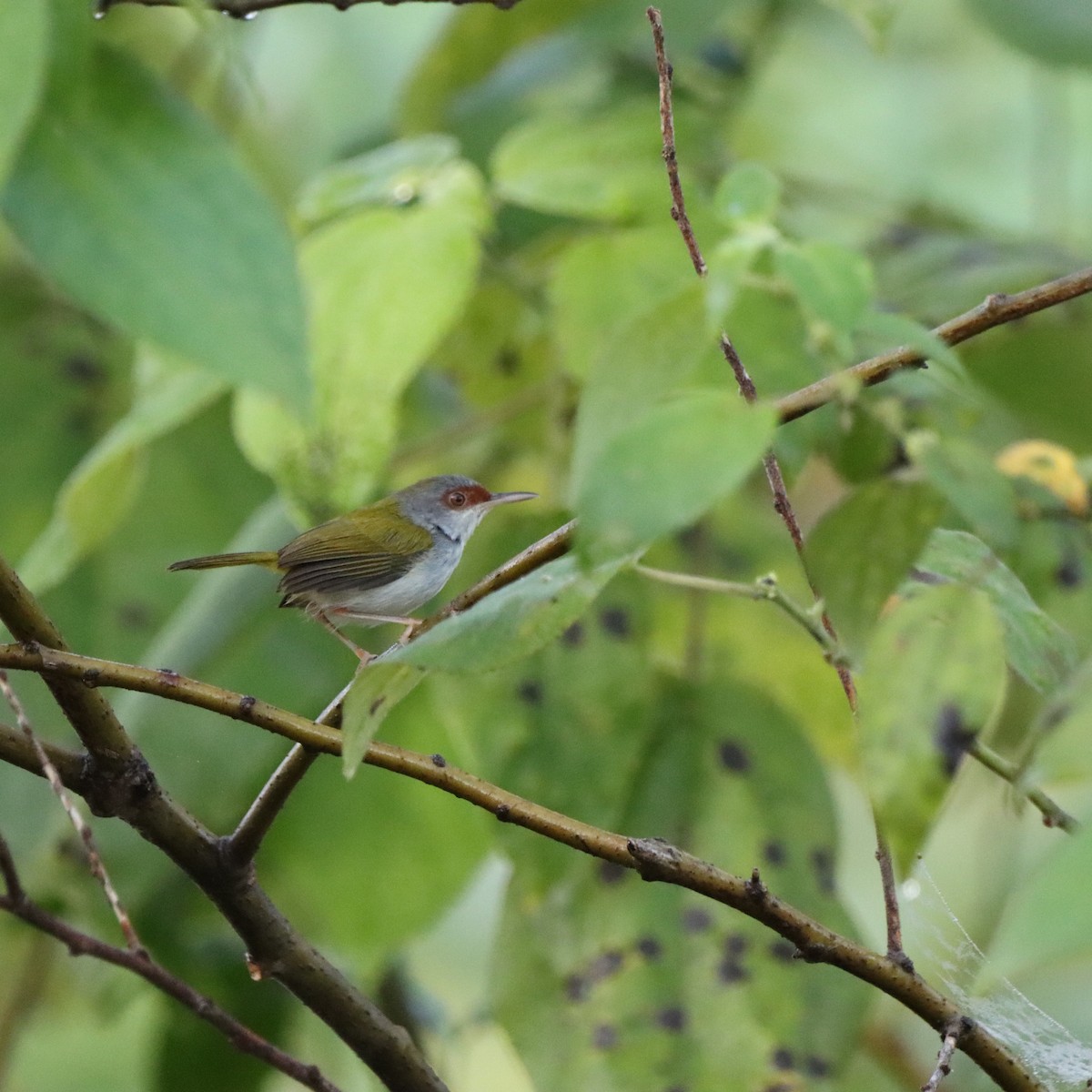 Краснолобая портниха - ML652303652