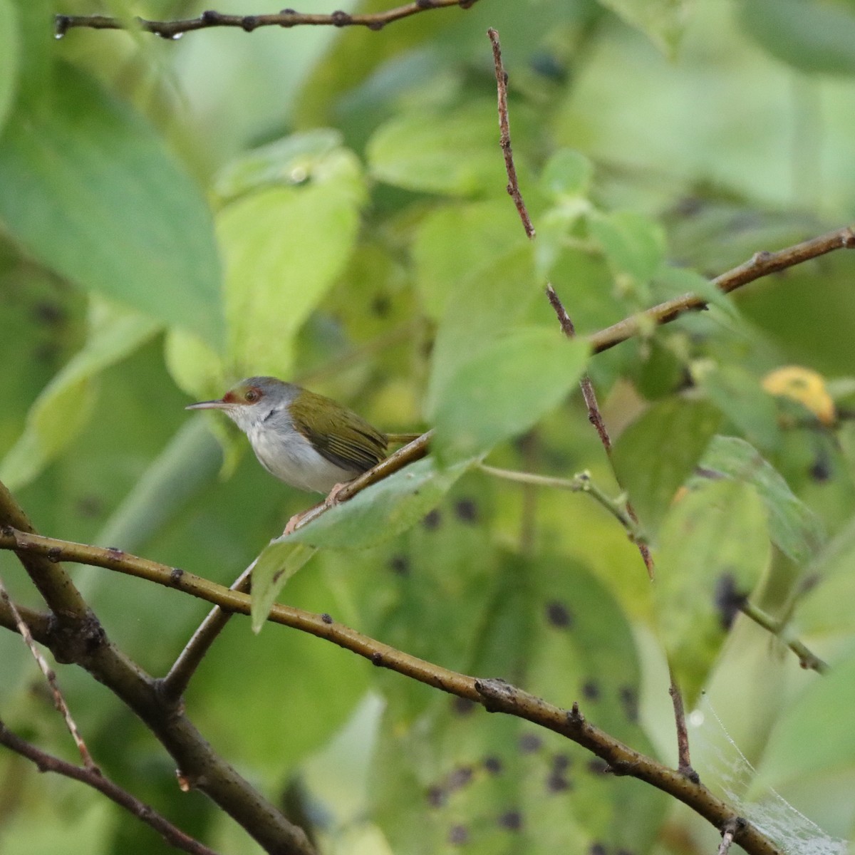 Краснолобая портниха - ML652303657