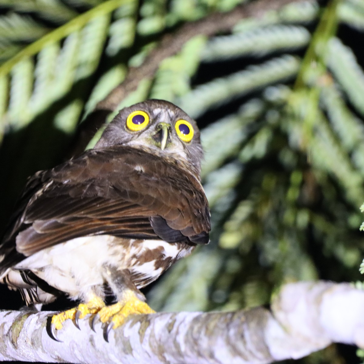 Каштановая иглоногая сова - ML652303674