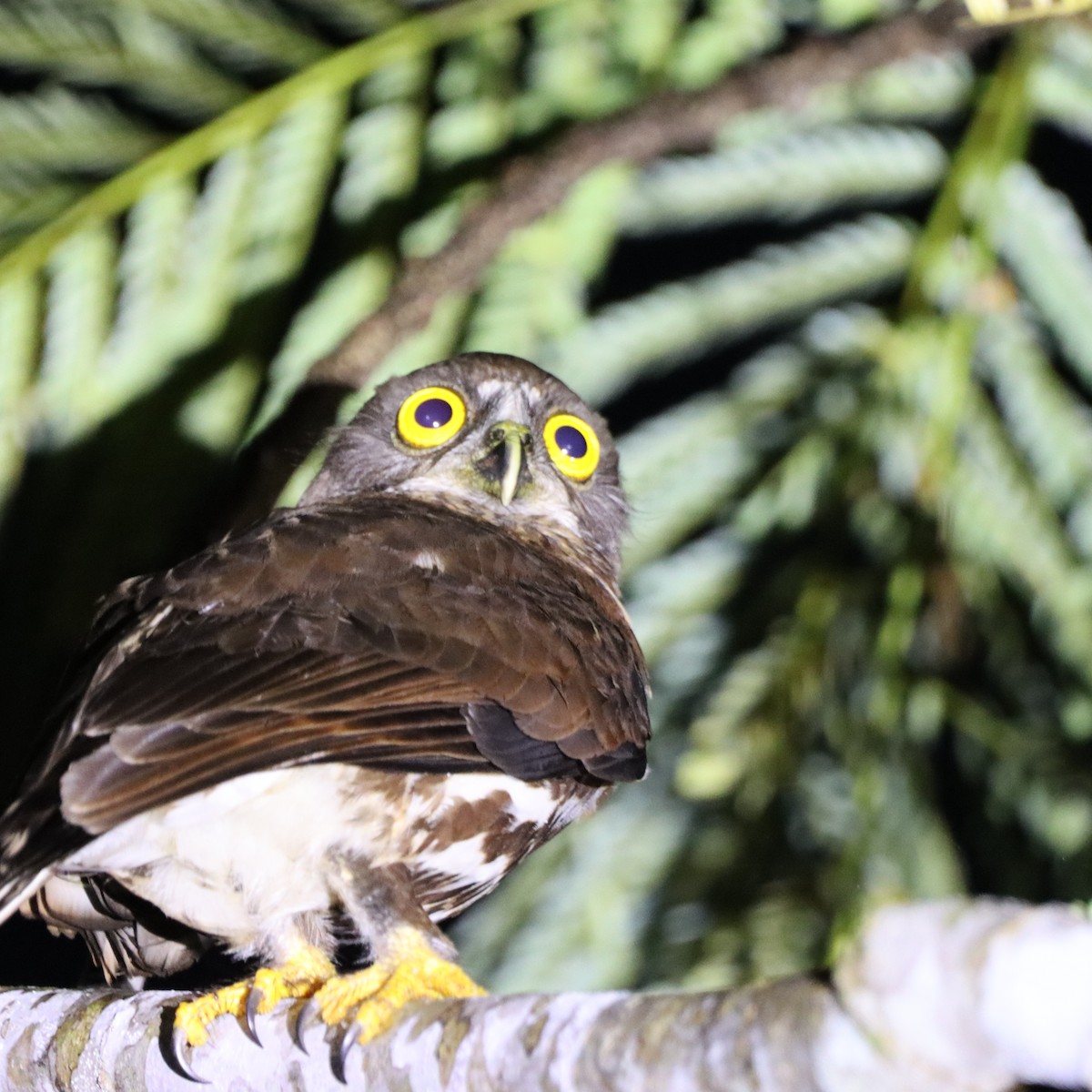 Каштановая иглоногая сова - ML652303676