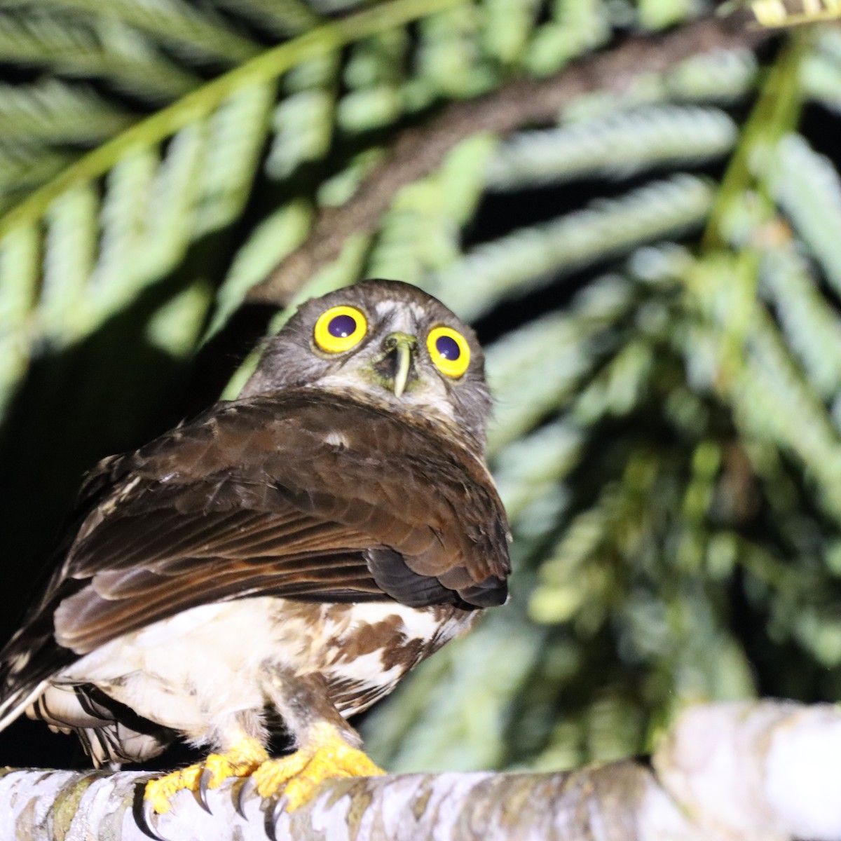 Каштановая иглоногая сова - ML652303686