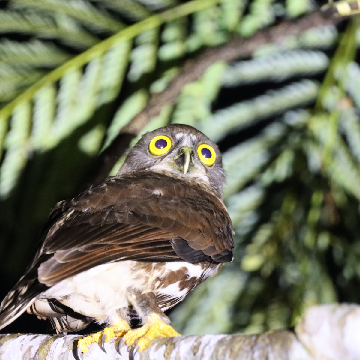 Каштановая иглоногая сова - ML652303688