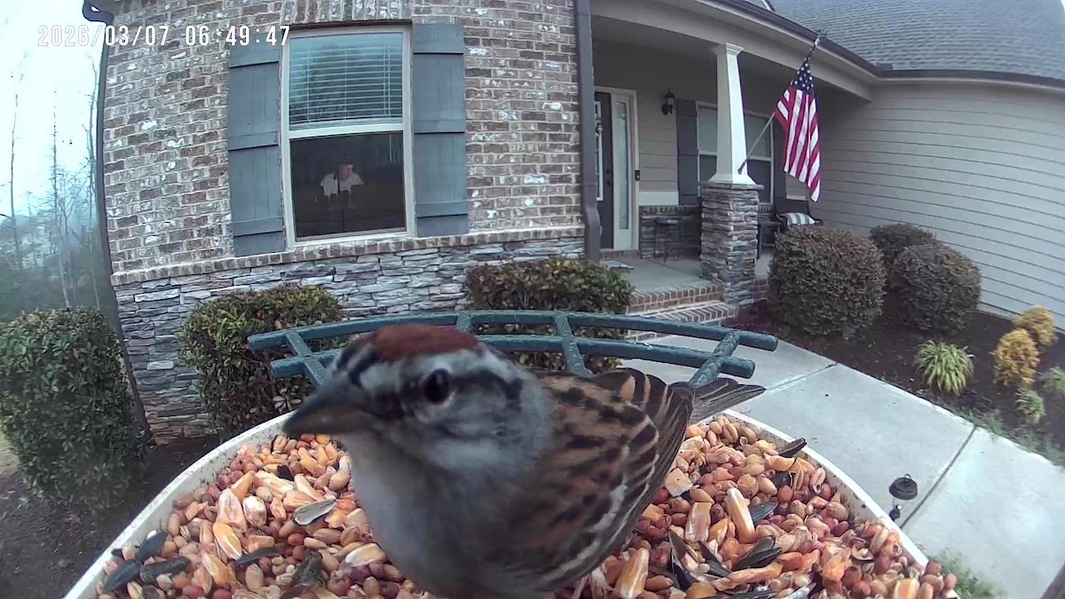 Chipping Sparrow - ML652303694