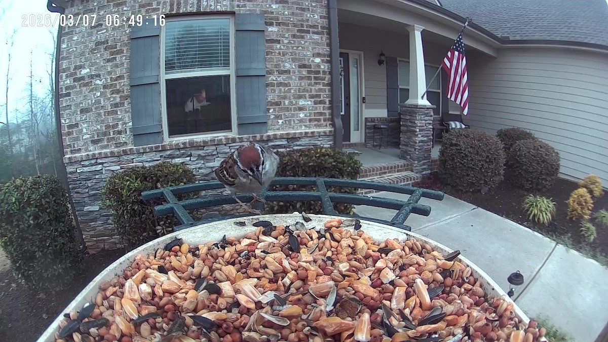 Chipping Sparrow - ML652303695