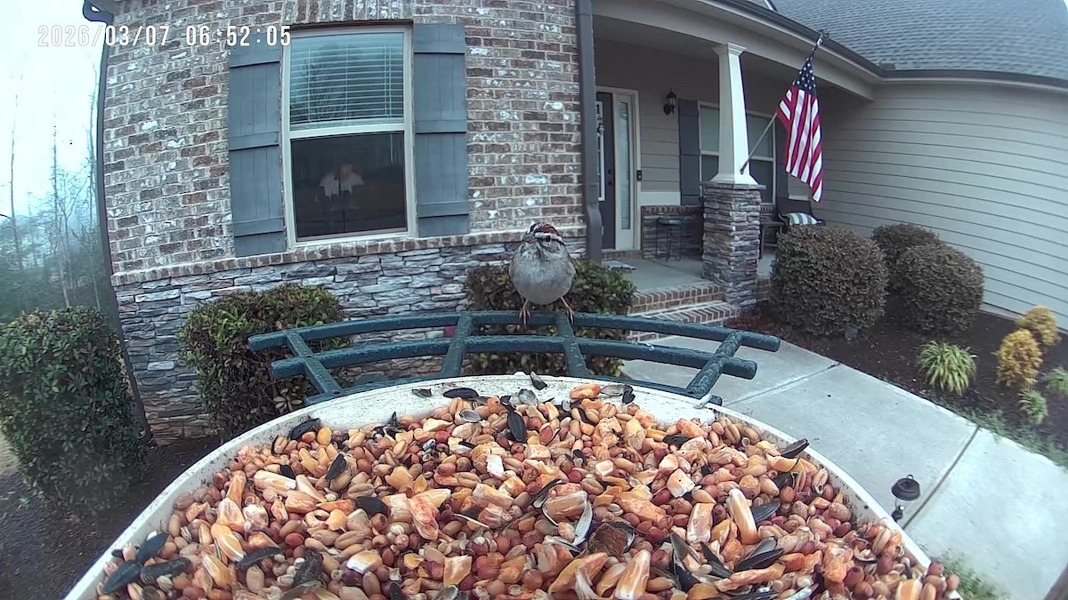 Chipping Sparrow - ML652303696