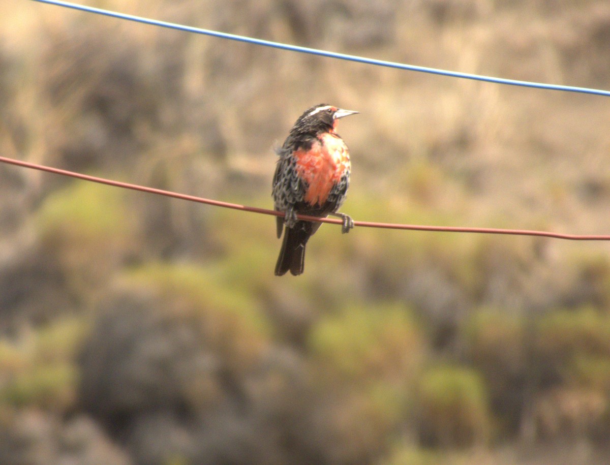 Long-tailed Meadowlark - ML652303709