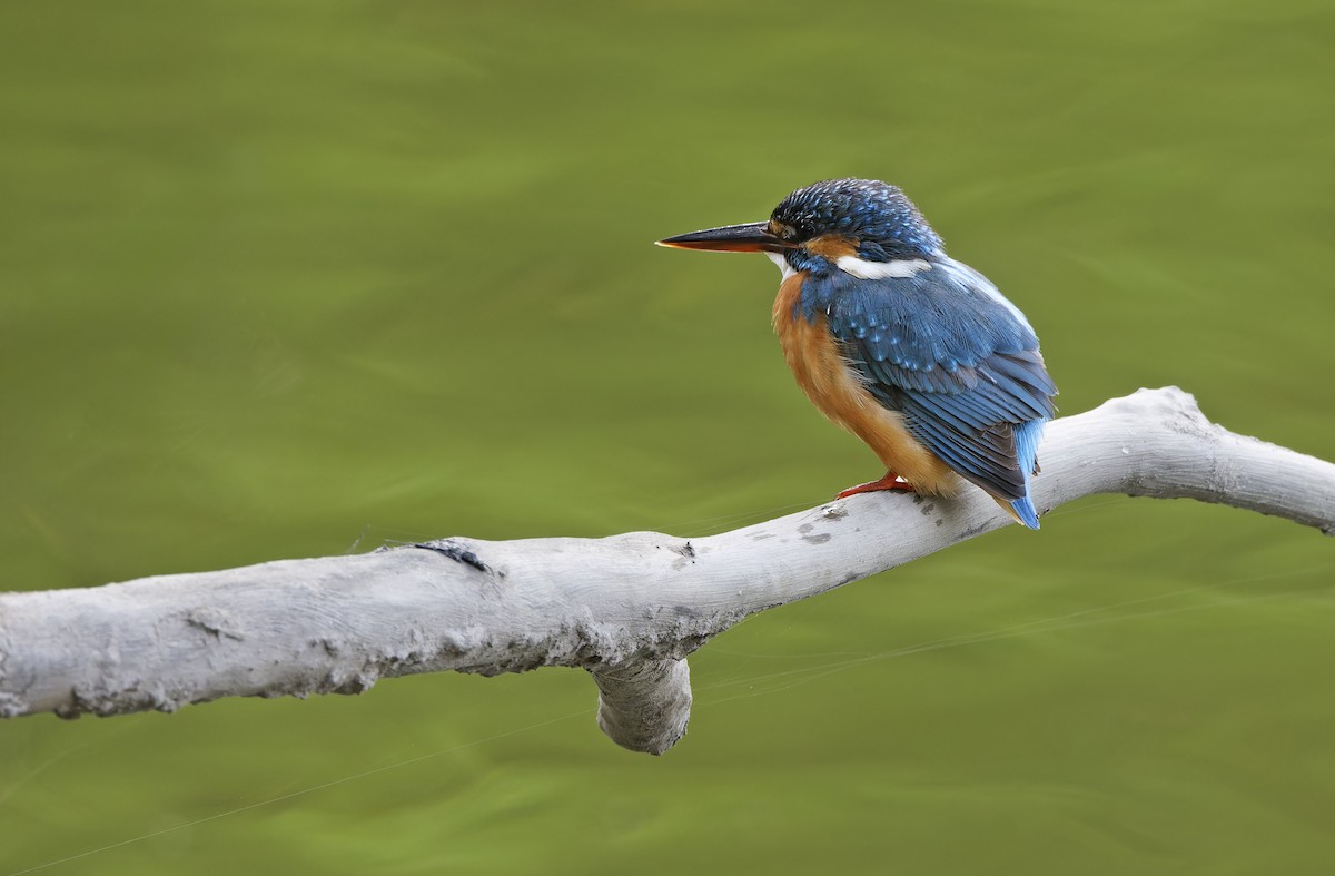 Martin pescatore - ML652303728