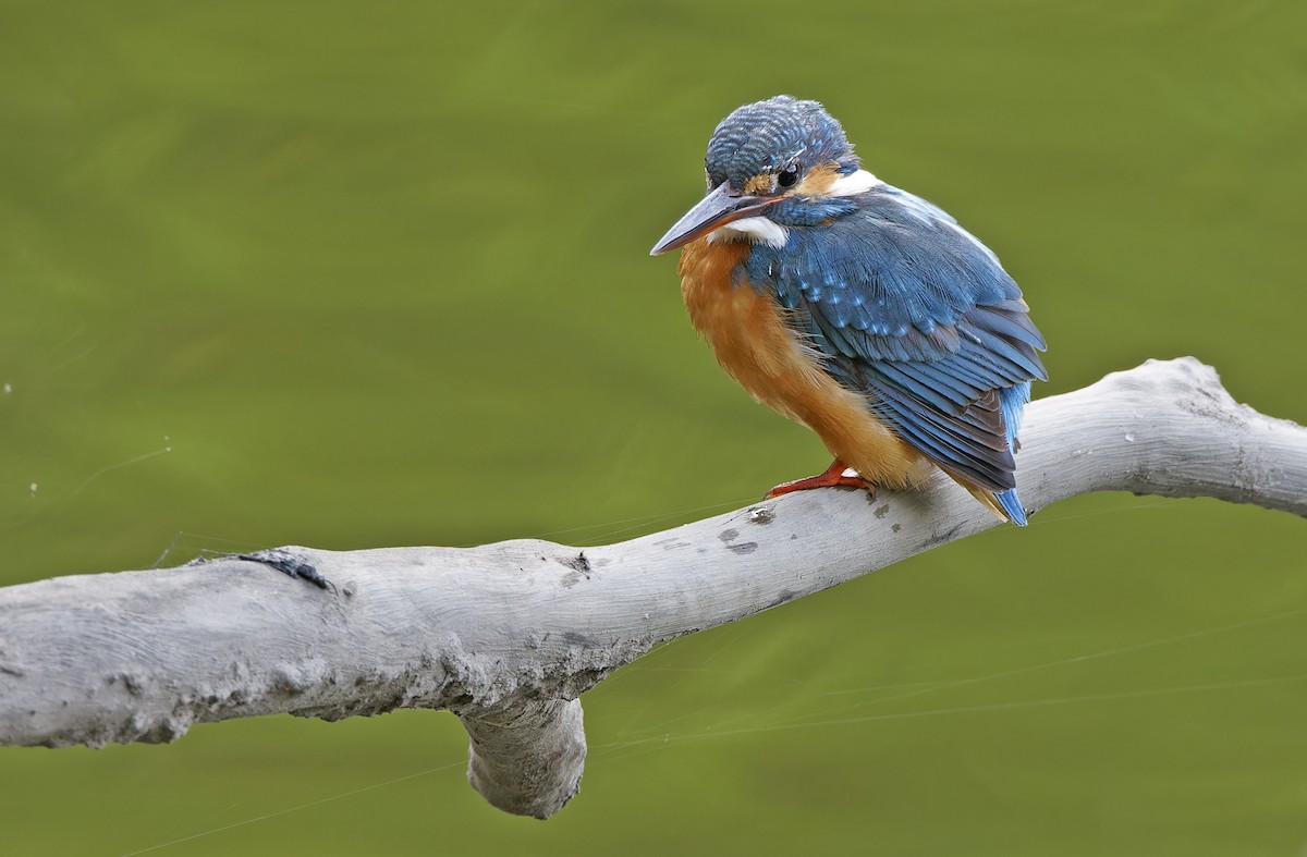 Martin pescatore - ML652303729