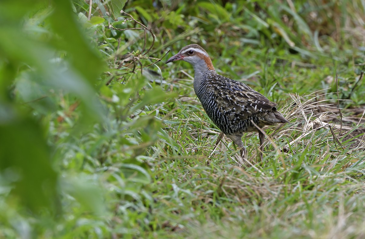 Buff-banded Rail - ML652303755