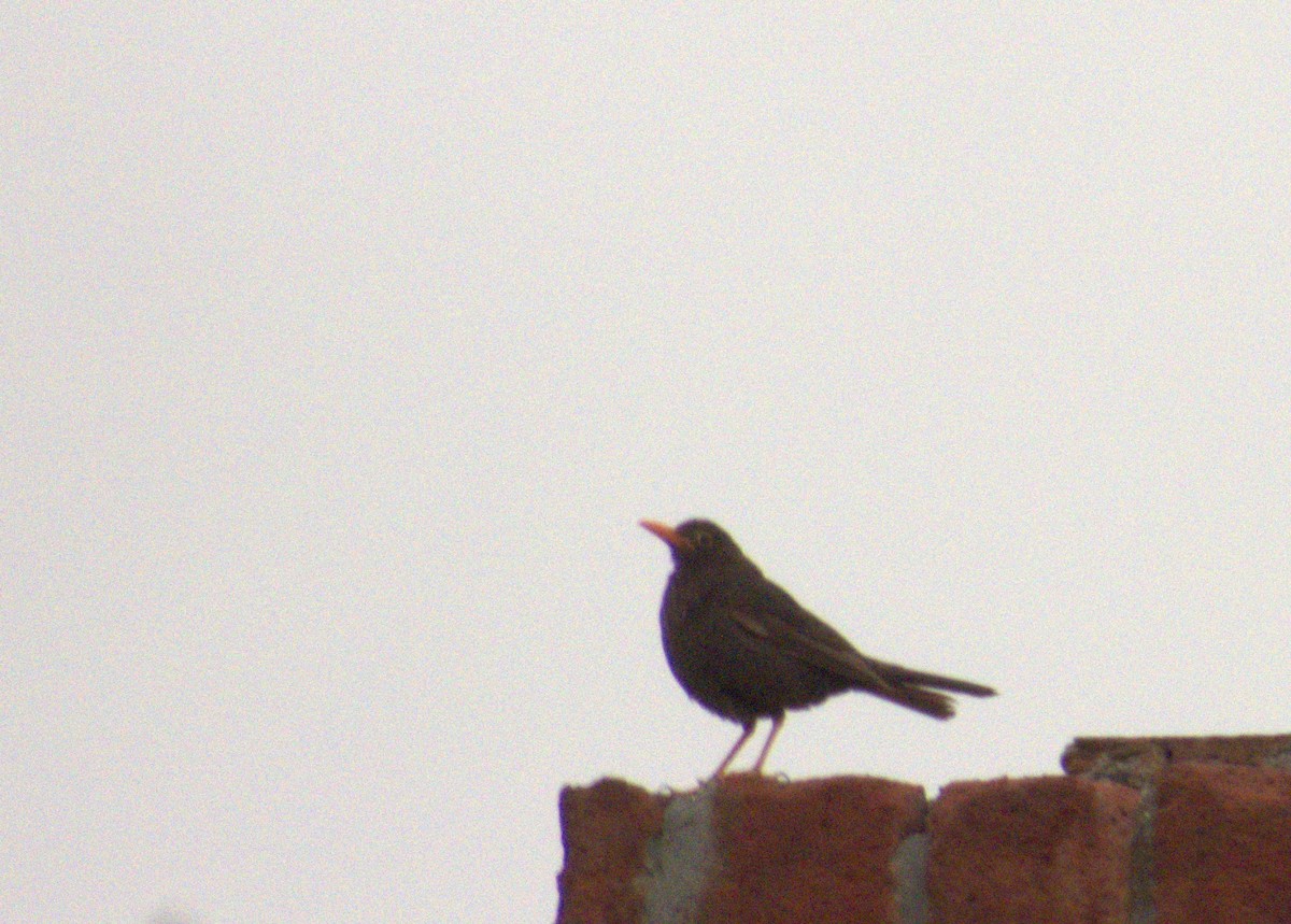 Chiguanco Thrush - ML652303794