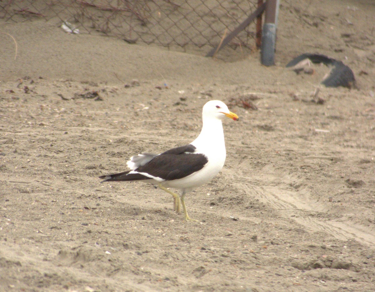 Kelp Gull - ML652303811