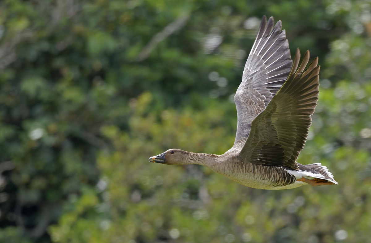 Oca granaiola della tundra - ML652303819