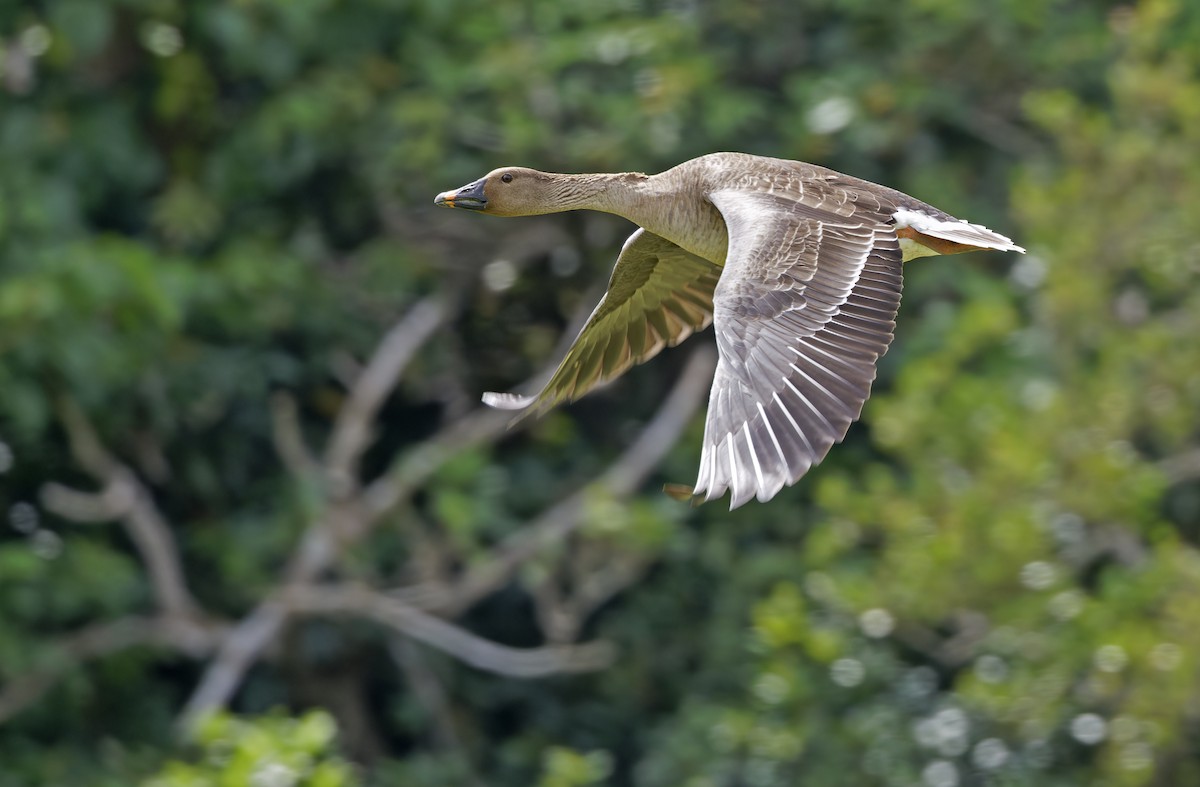 Oca granaiola della tundra - ML652303820