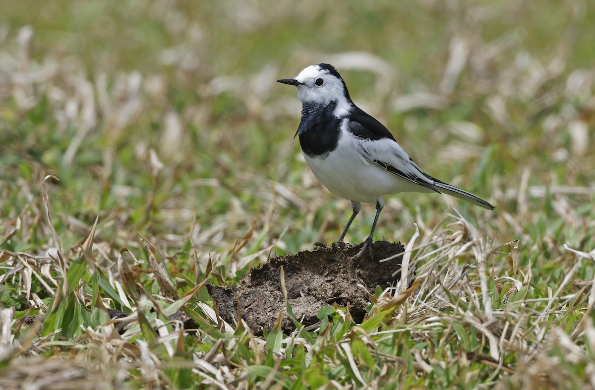 White Wagtail (Chinese) - ML652303825