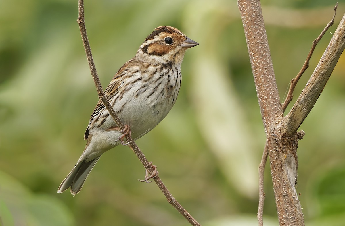 Zigolo minore - ML652303851