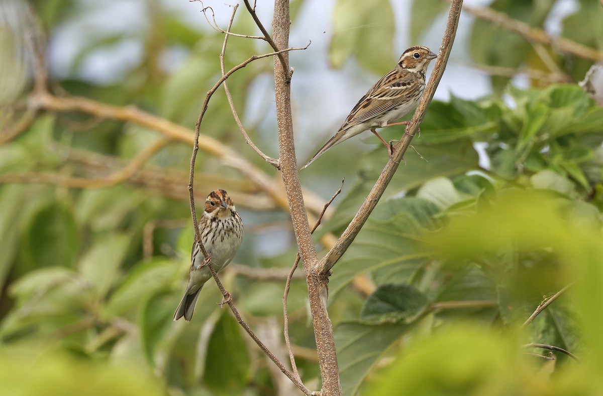 Zigolo minore - ML652303852